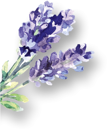 Watercolor English Lavender PNG