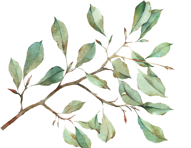 Watercolor Eucalyptus Branch PNG