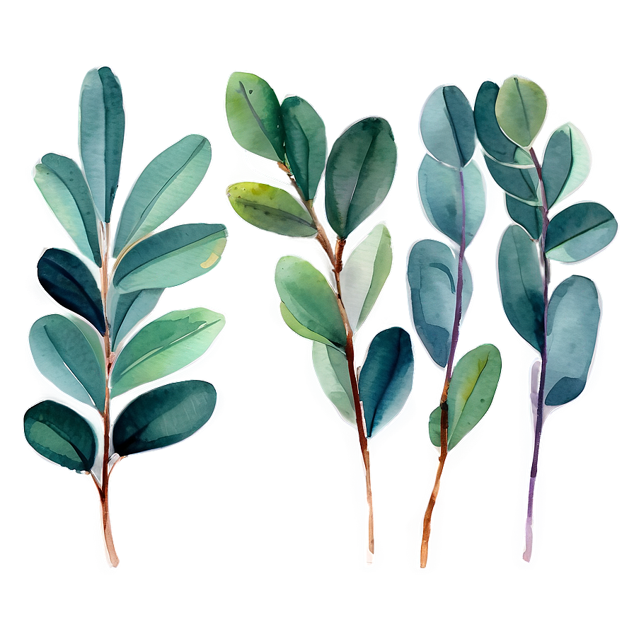 Watercolor Eucalyptus Leaves Png 05242024 PNG