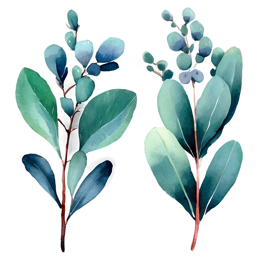 Watercolor Eucalyptus Leaves Png 21 PNG