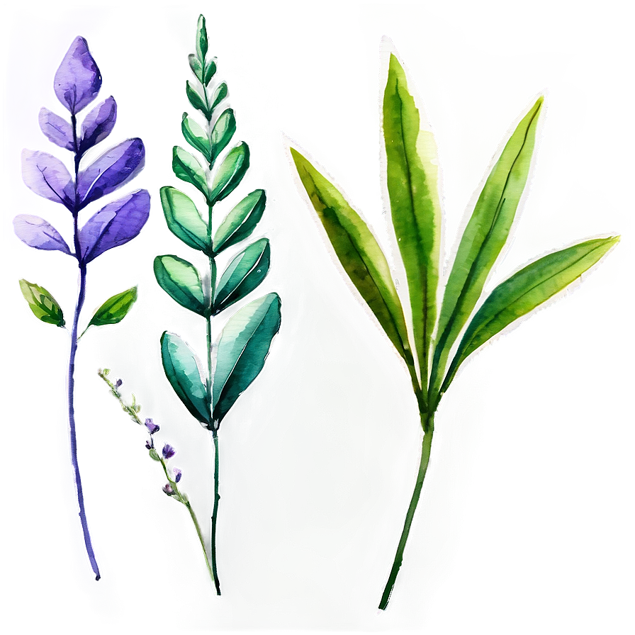 Watercolor Herbal Leaves Png Whx79 PNG
