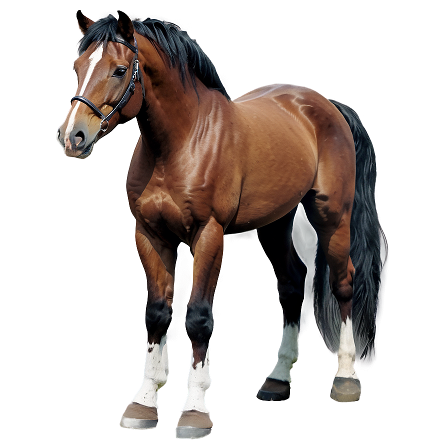 Watercolor Horse Png Lyc14 PNG