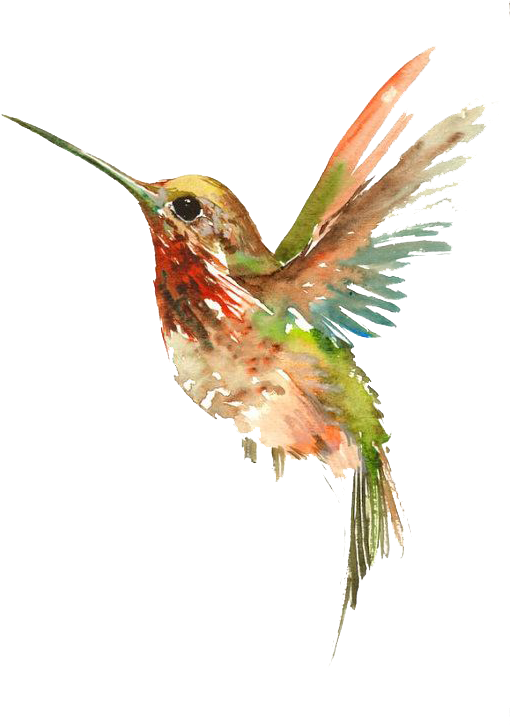 Watercolor Hummingbird Artwork PNG
