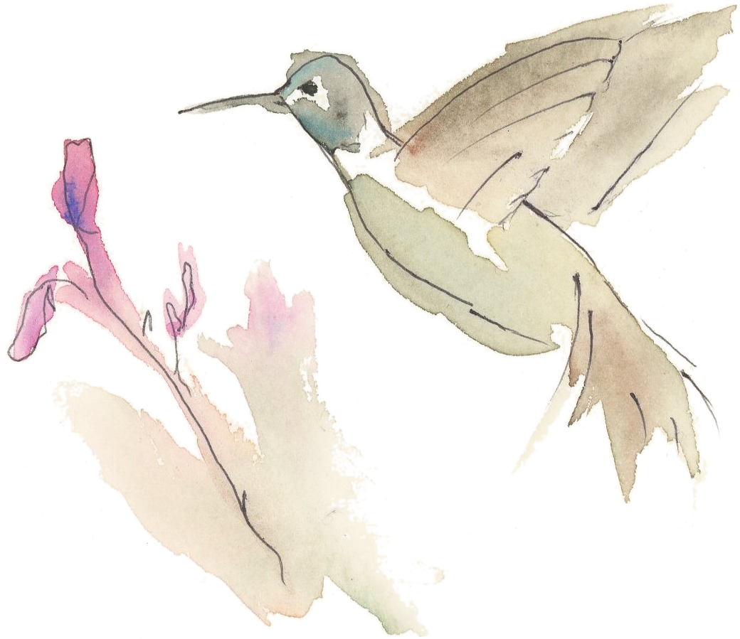 Watercolor Hummingbirdand Flower PNG