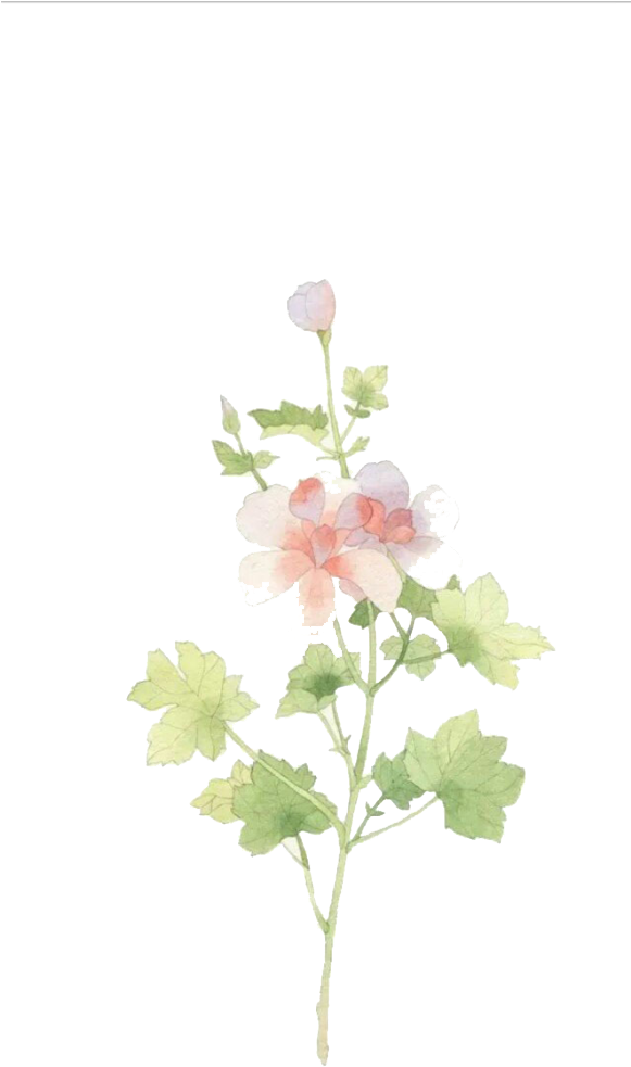 Watercolor Jasmine Flower Illustration PNG