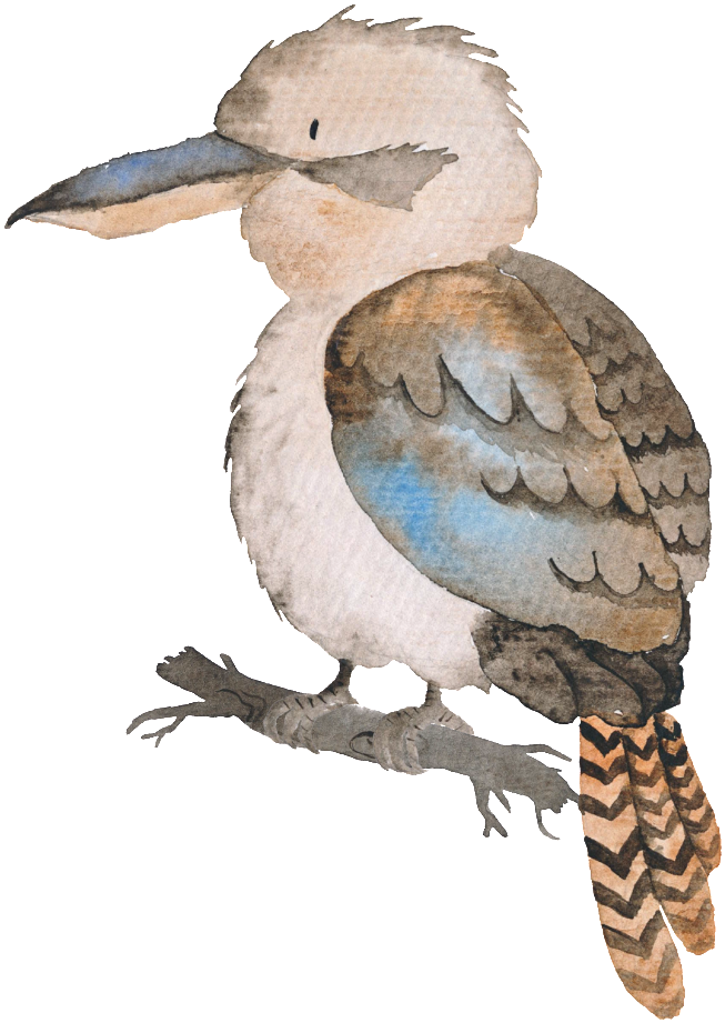 Watercolor Kookaburra Illustration PNG