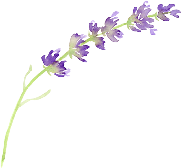 Watercolor Lavender Sprig PNG