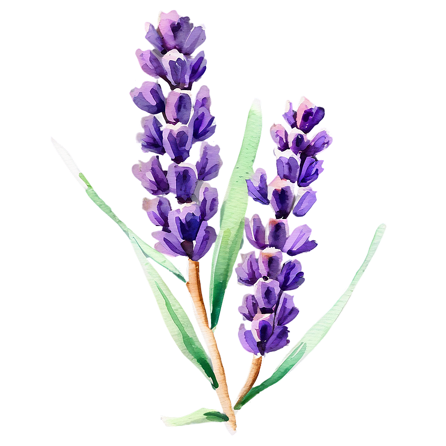 Watercolor Lavender Sprigs Png Gwx84 PNG