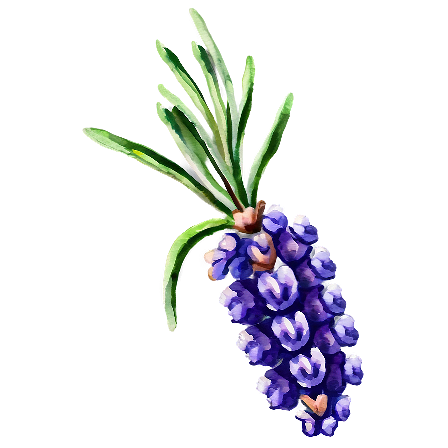 Watercolor Lavender Sprigs Png Igp18 PNG