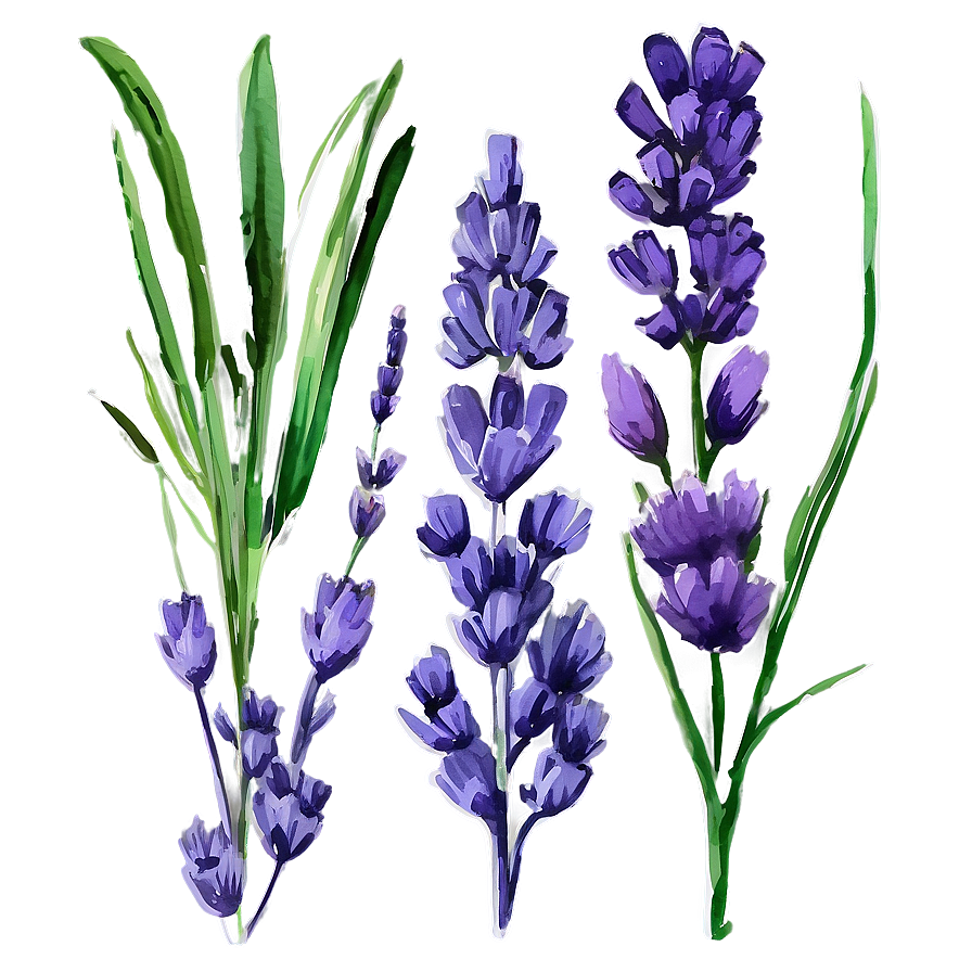 Download Watercolor Lavender Sprigs Png Tnt84 | Wallpapers.com