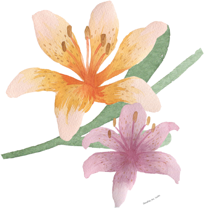 Watercolor Lilies Illustration PNG