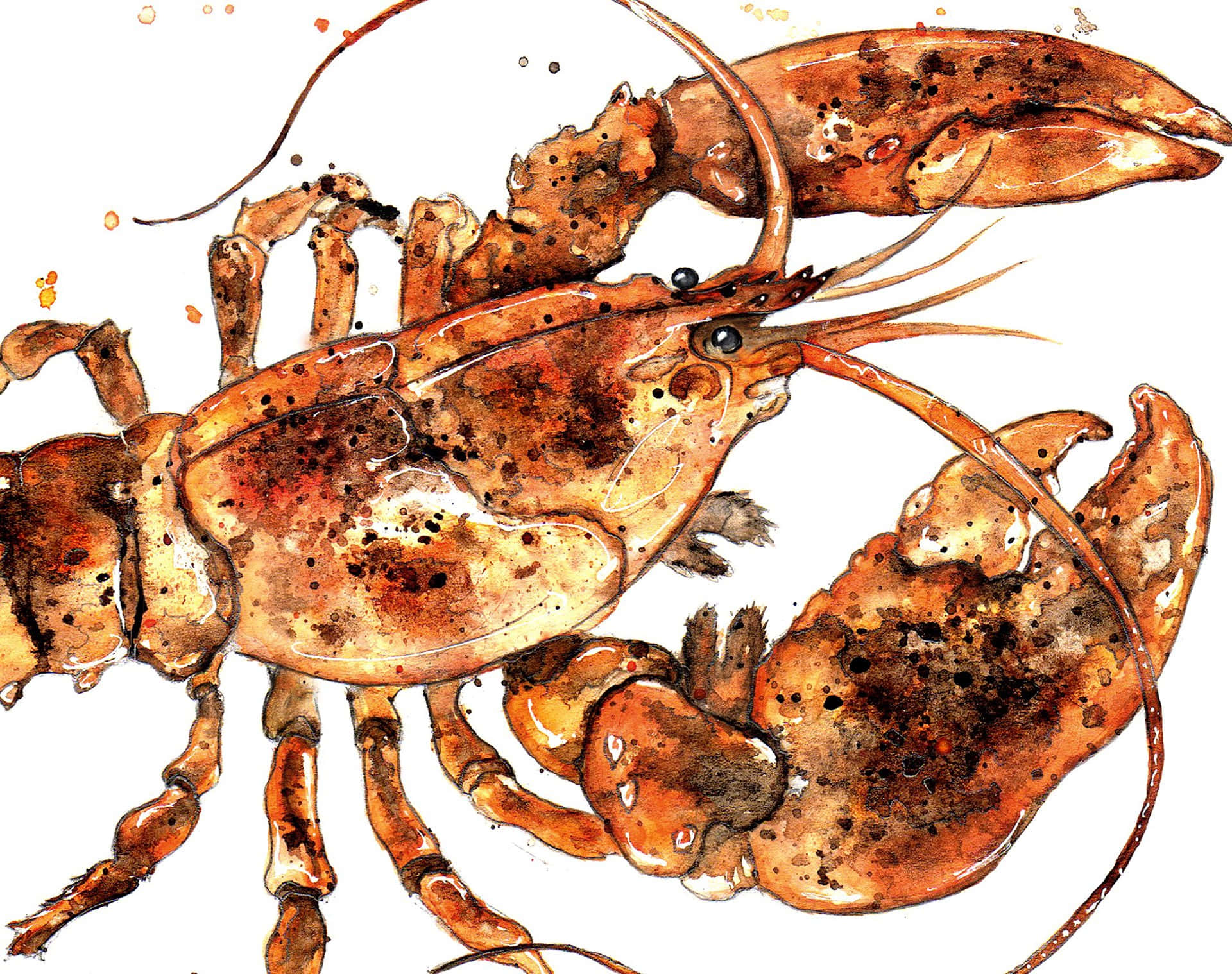 Watercolor Lobster Artwork Wallpaper