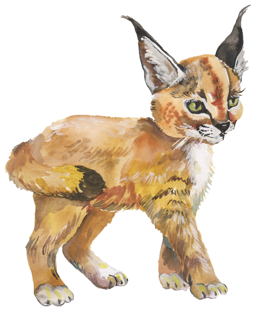 Watercolor Lynx Illustration PNG