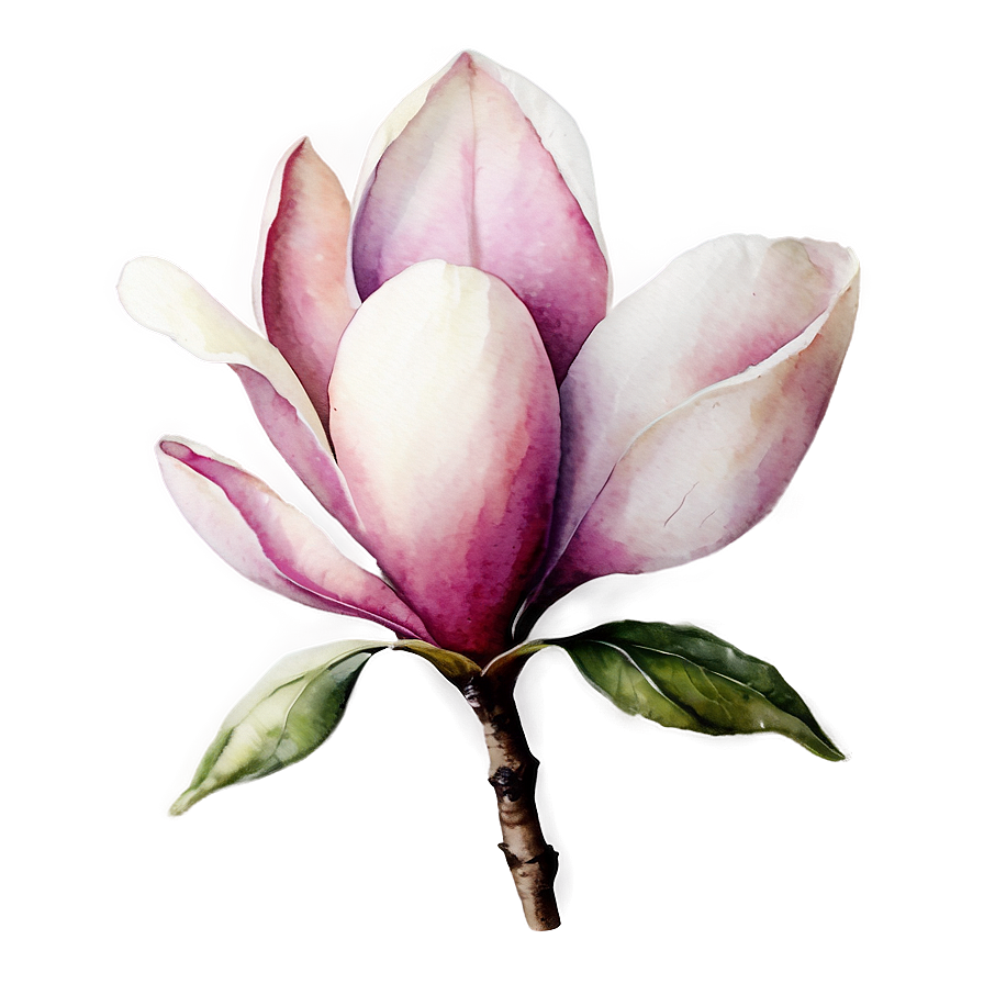 Watercolor Magnolia Flower Png 06252024 PNG