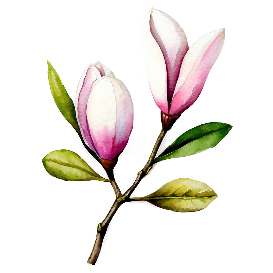 Watercolor Magnolia Flower Png Hnh28 PNG