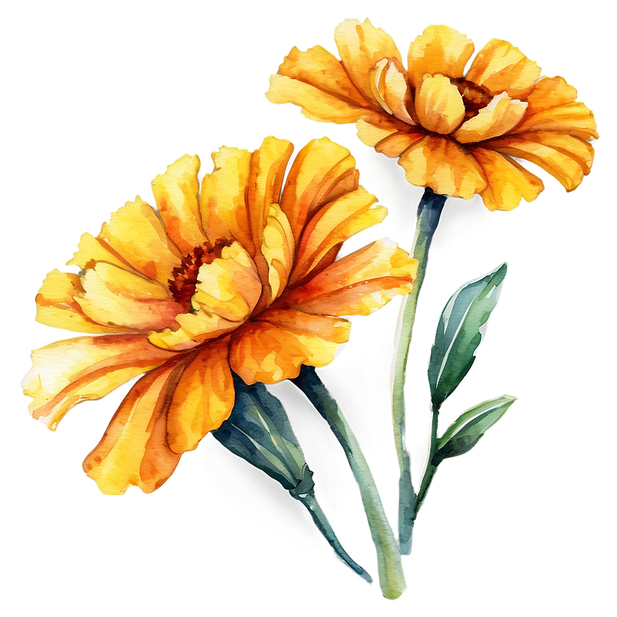 Watercolor Marigolds Art Png Vhm98 PNG