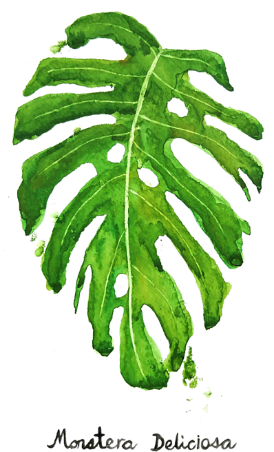 Watercolor Monstera Deliciosa Leaf PNG