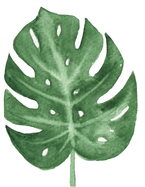 Watercolor Monstera Leaf Art PNG