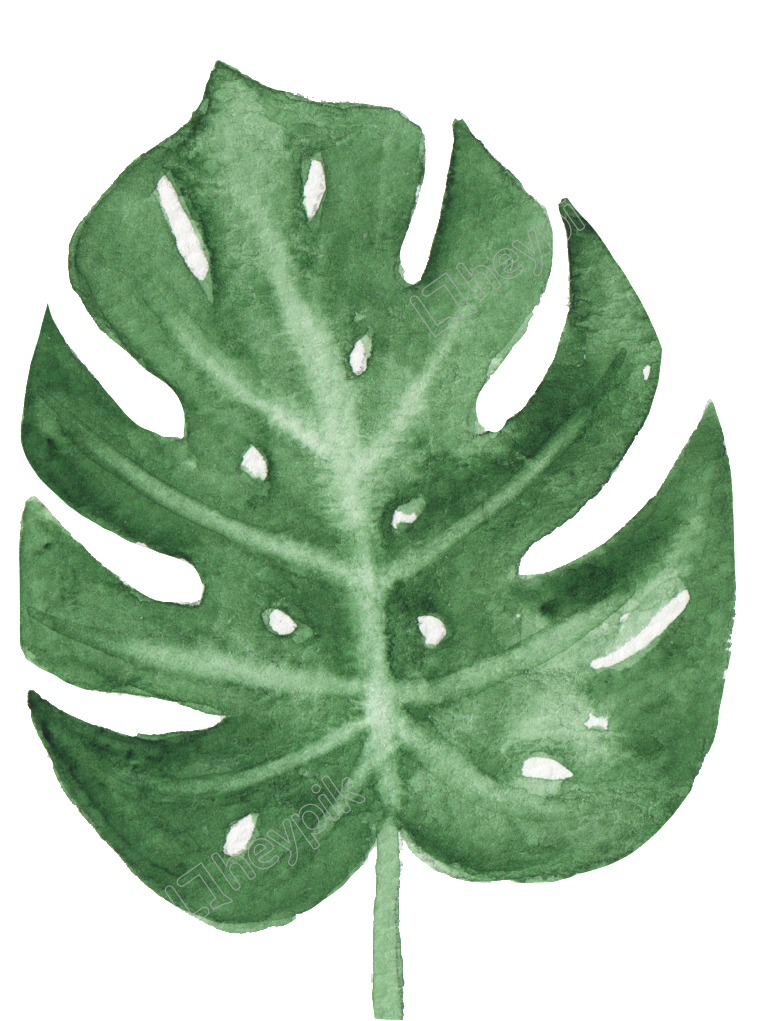 Watercolor Monstera Leaf Art PNG