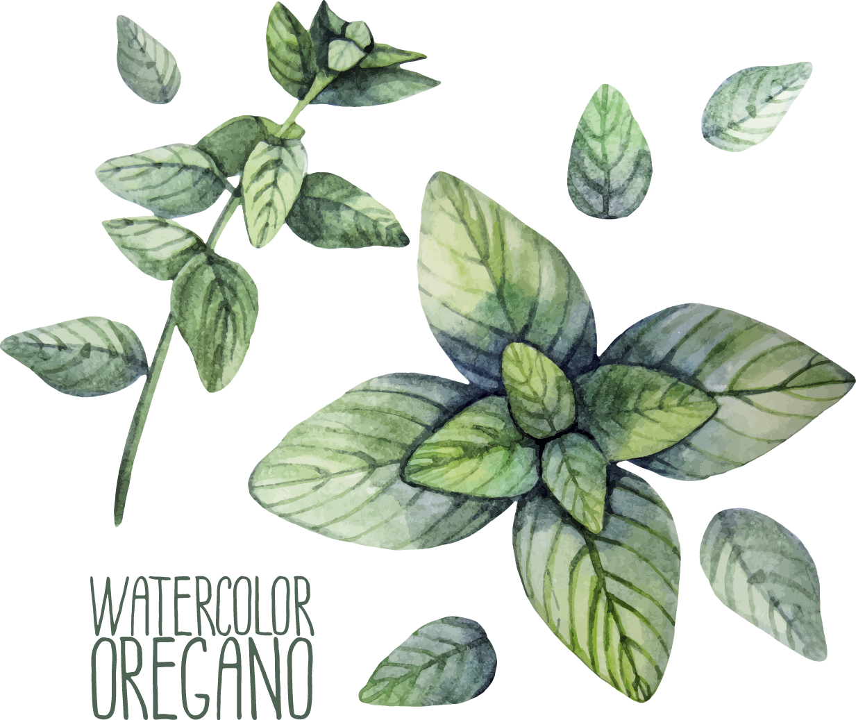 Watercolor Oregano Illustration PNG