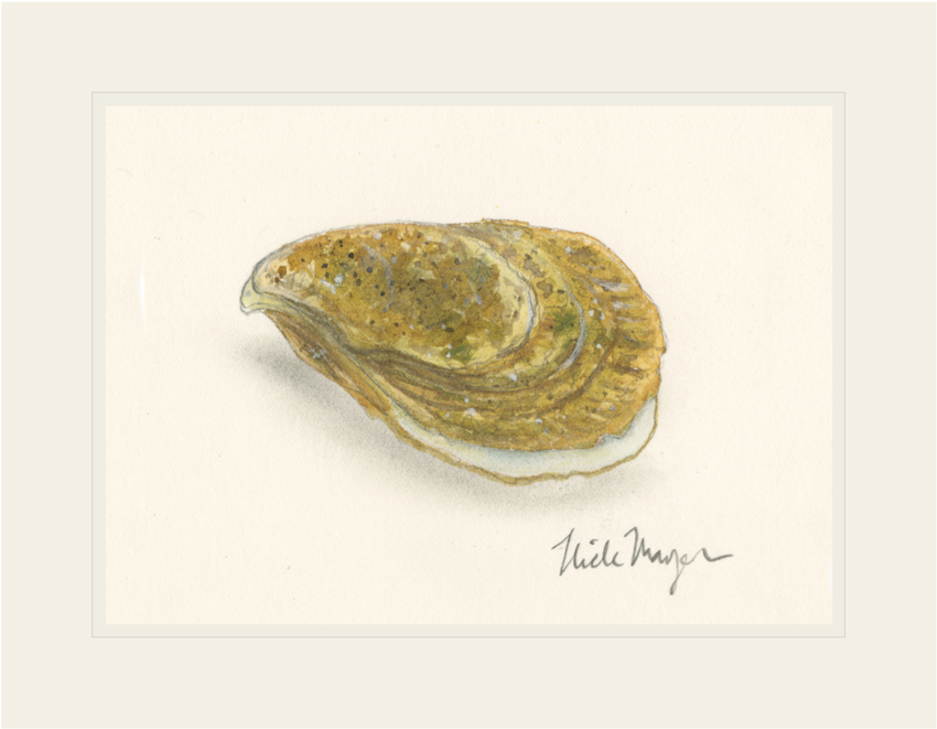 Watercolor Oyster Illustration PNG