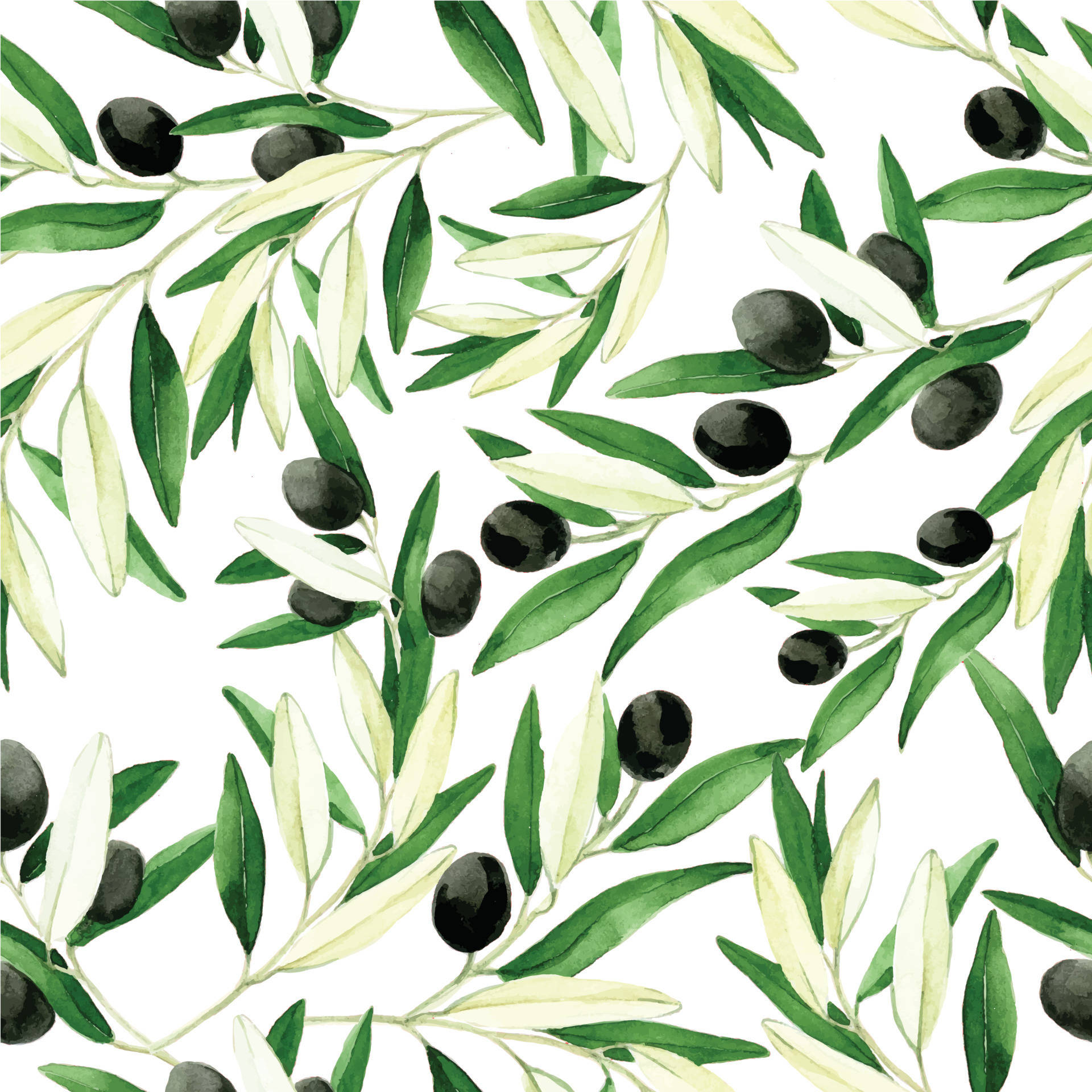 Watercolor Painting Olive Branch And Fruit Wallpaper