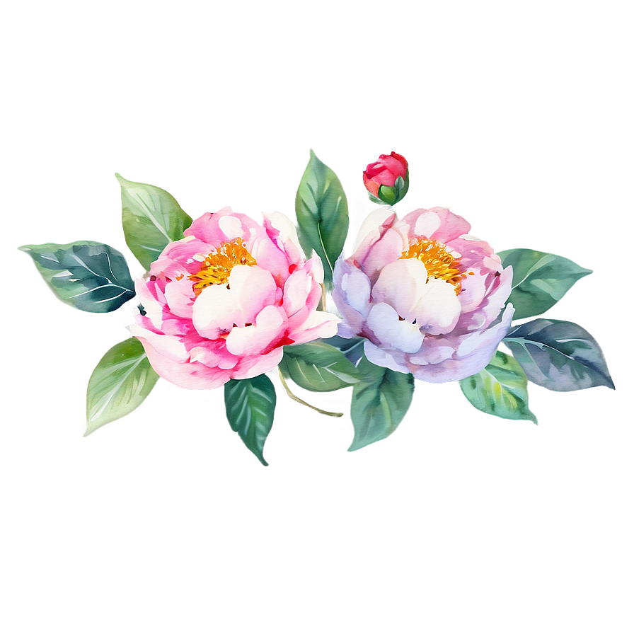 Download Watercolor Peonies Graphic Png 05252024 | Wallpapers.com