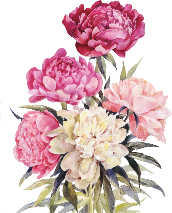 Watercolor Peony Bouquet PNG