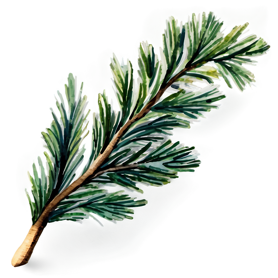 Watercolor Pine Branch Png 06132024 PNG