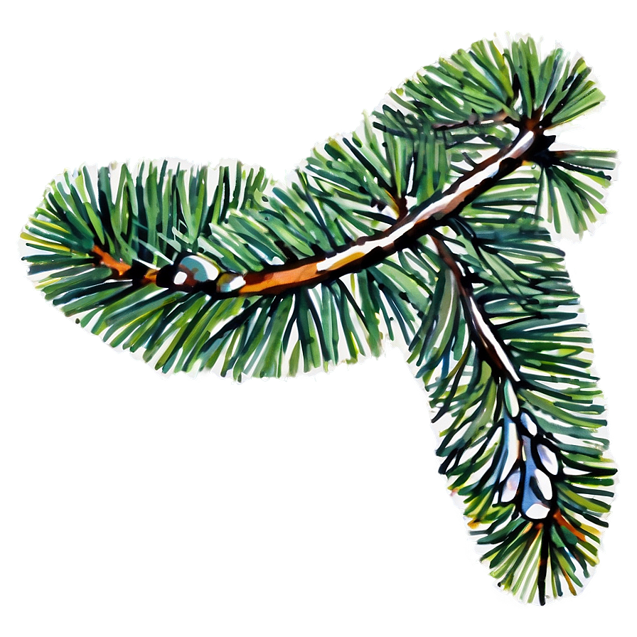 Watercolor Pine Branch Png 13 PNG