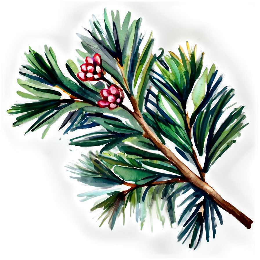 Watercolor Pine Branch Png Wei48 PNG