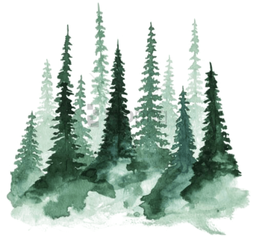 Watercolor Pine Forest Illustration PNG