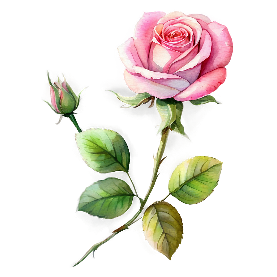 Watercolor Rose Clipart Png 8 PNG