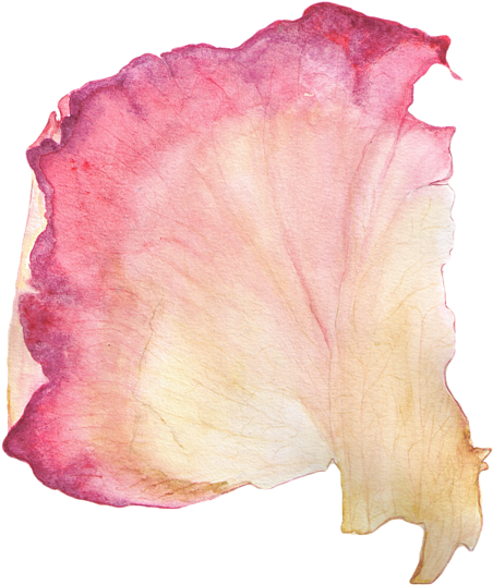 Watercolor Rose Petal.png PNG