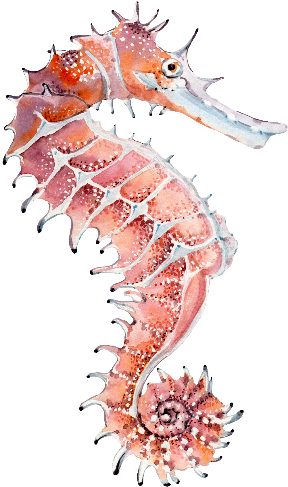 Watercolor Seahorse Artwork PNG
