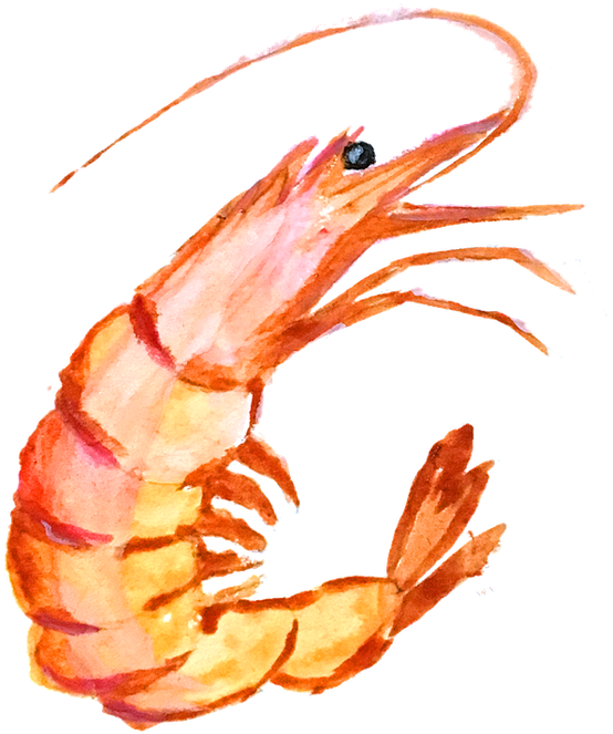 Watercolor Shrimp Illustration PNG