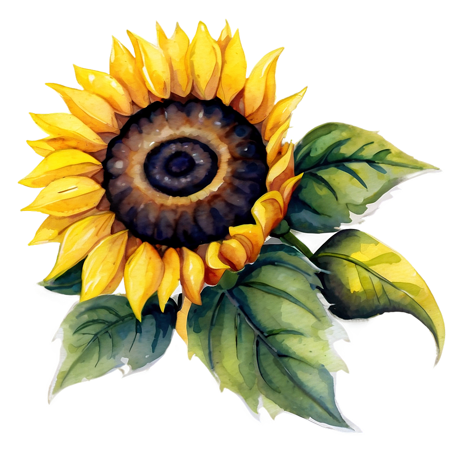 Download Watercolor Sunflower Illustration Png Gub79 | Wallpapers.com