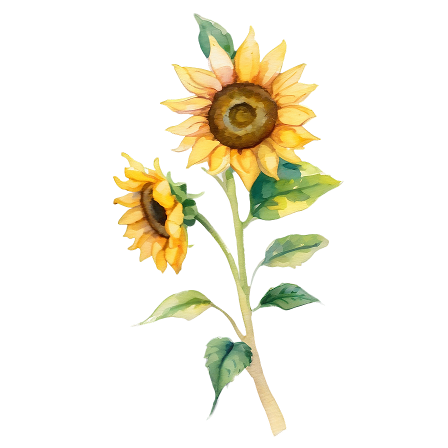 Watercolor Sunflower Png 96 PNG