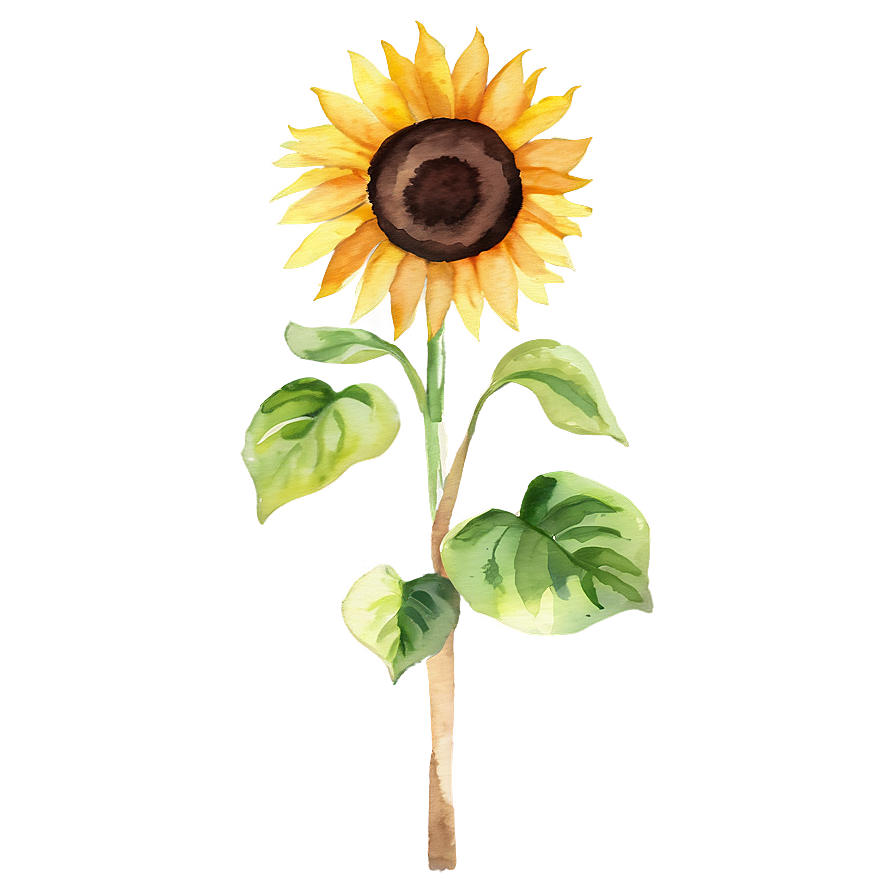Watercolor Sunflower Png Ccn PNG