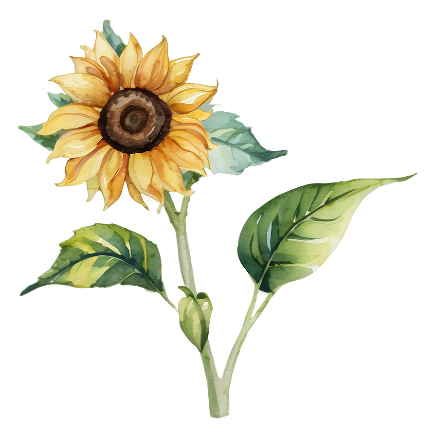 Watercolor Sunflower Transparent Png 05262024 PNG