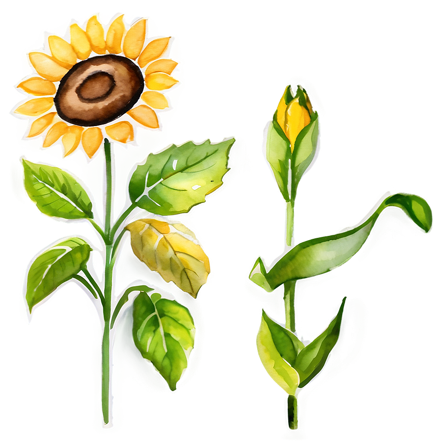 Watercolor Sunflower Transparent Png Mkj PNG