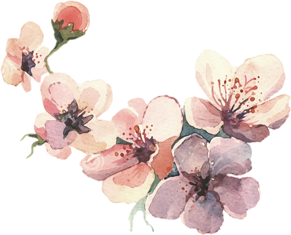 Watercolor_ Cherry_ Blossoms_ Artwork PNG