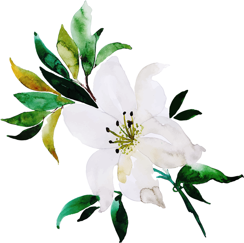 Watercolor_ Jasmine_ Flower_ Artwork PNG