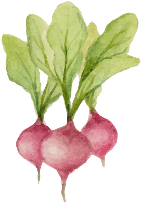 Watercolor_ Radishes_ Illustration.png PNG