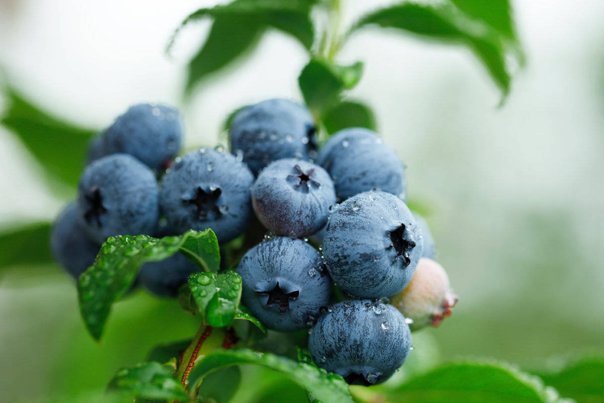 Watered Blueberry Plant Wallpaper