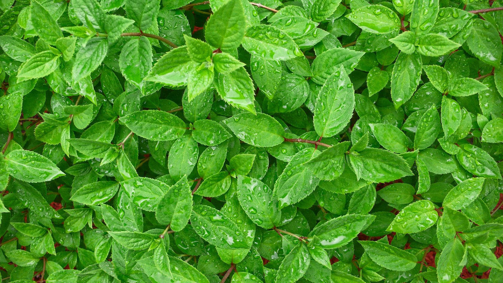 Watered Mint Plant Wallpaper