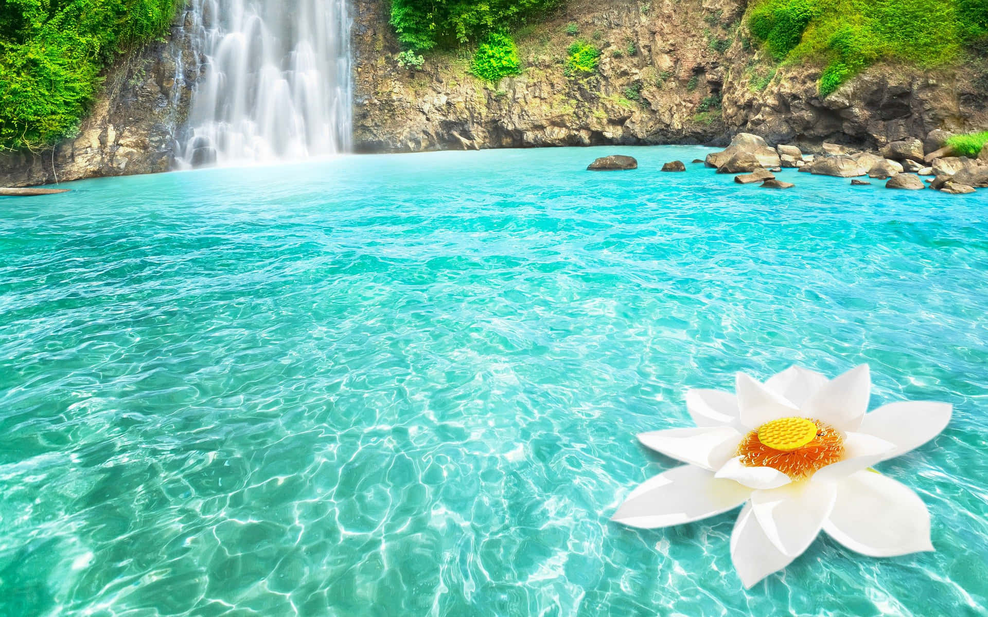 Lotus Flower Dambri Vietnam Waterfall Desktop Wallpaper