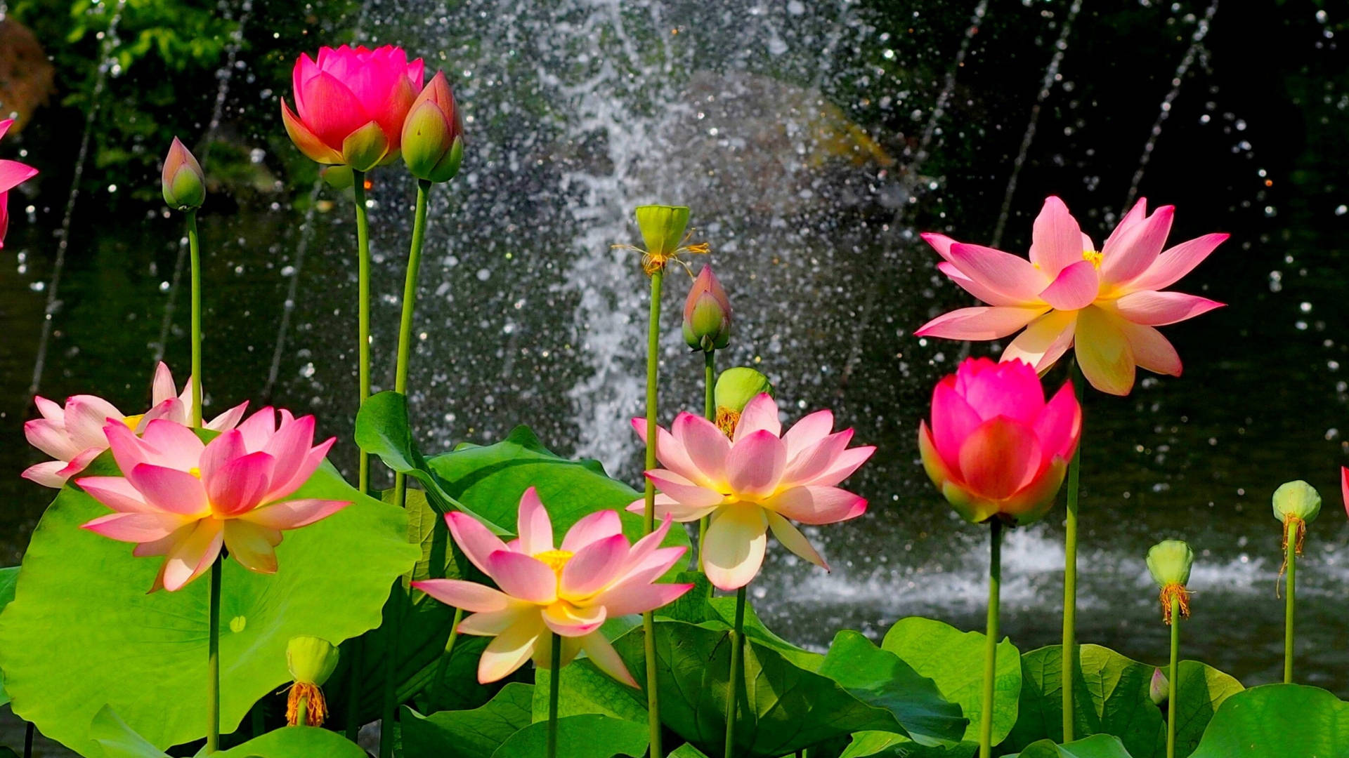 Waterfalls With Flower PC Wallpaper