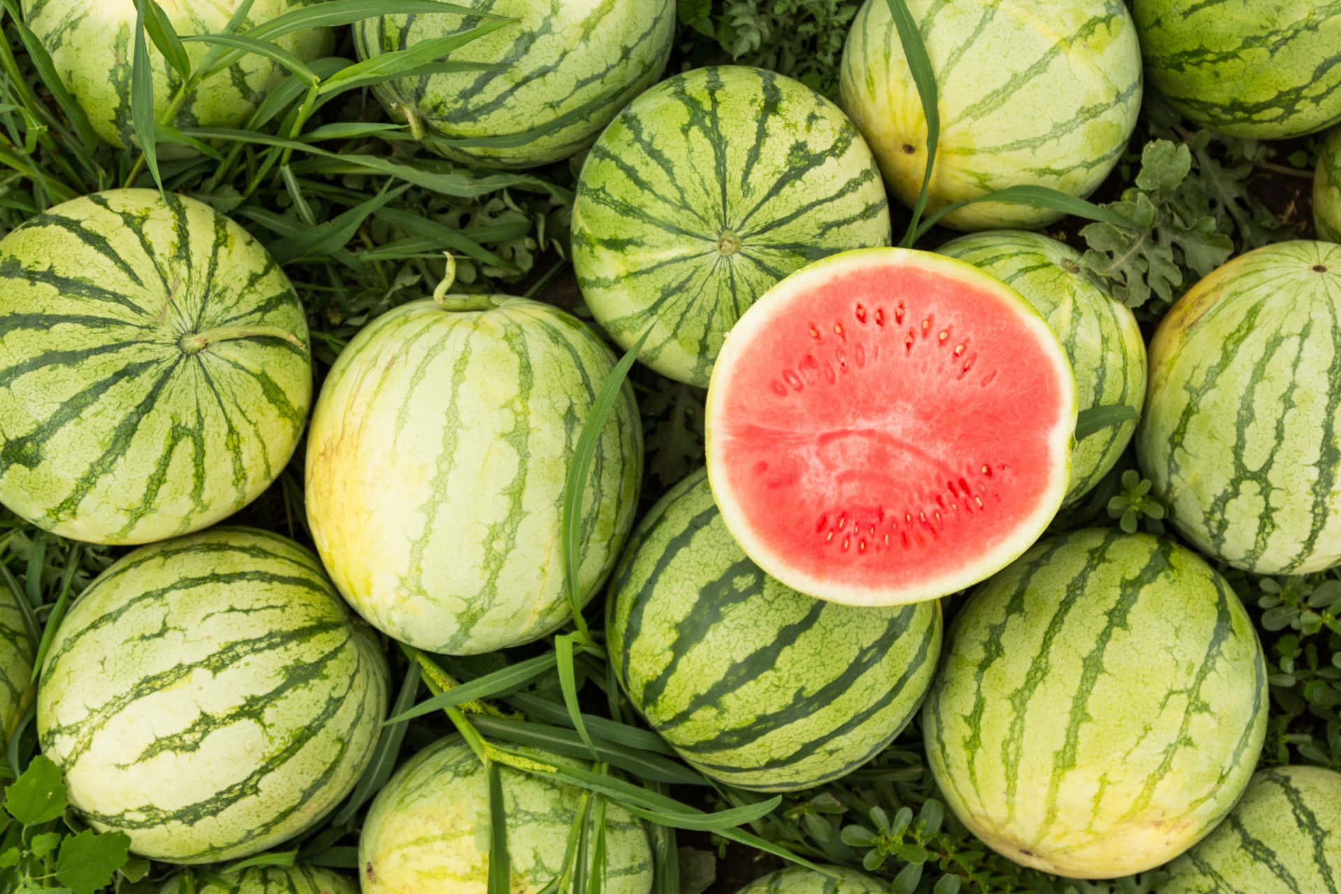 Watermelon On The Green Grass