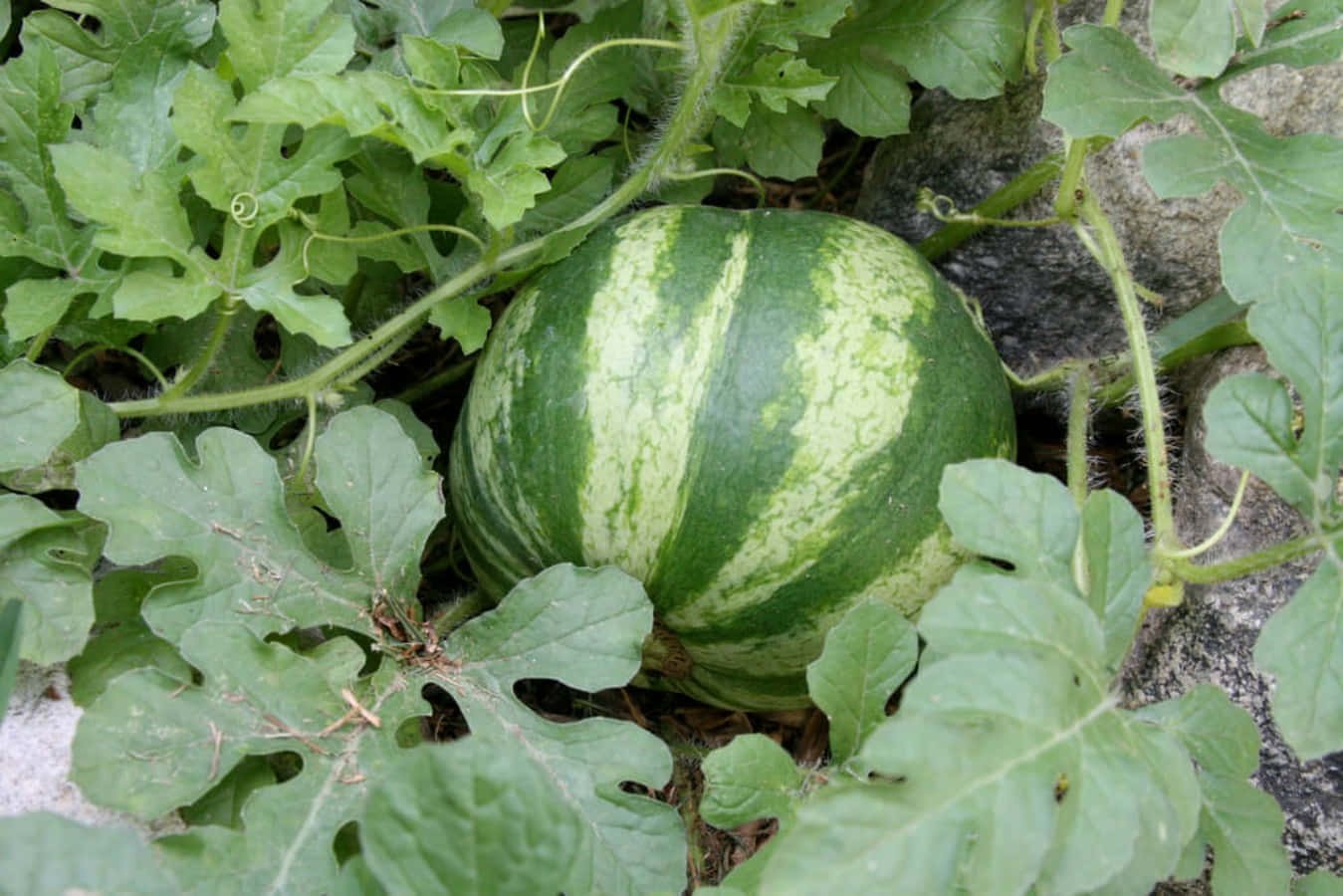 Watermelon Pictures